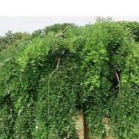 盛源國槐 速生國槐 山東國槐 大國槐