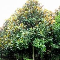 廣玉蘭出售，廣玉蘭價(jià)格