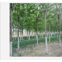 供應(yīng)法桐 速生法桐 國槐 白蠟 速生白蠟苗 速生國槐苗