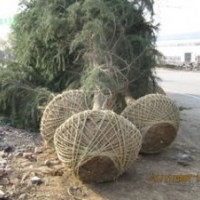 移植雪松，H4米雪松200元；