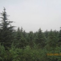 3米雪松價(jià)格，高10m雪松2500元；