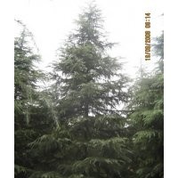 徑20公分雪松，桿徑20cM雪松1600元