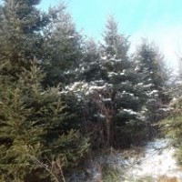 出售：闊葉，針葉，灌木等 油松