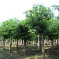 長期供應(yīng)國槐