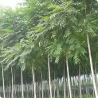 低價欒樹3-4公分，質(zhì)優(yōu)價廉