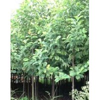 供應(yīng)深山含笑、黃楊、紅綠梅