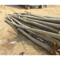 出售8到15的毛白楊