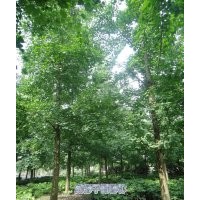 供應(yīng)各種規(guī)格銀杏