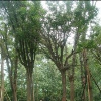 供應(yīng)皂角 成都皂莢樹