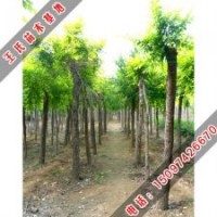 金葉榆如何栽培