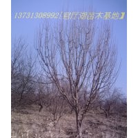 小海棠樹 海棠樹,八棱海棠,海棠小苗