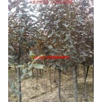 紅葉李、紫薇、烏桕、三角楓、桂花、大葉女貞、香樟、廣玉蘭