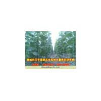 常年大量供應速生楊107樹苗