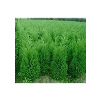 銷(xiāo)售側(cè)柏，側(cè)柏