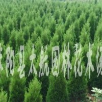 供應(yīng)龍柏、衛(wèi)矛、扶芳藤、金葉女貞、大葉黃楊