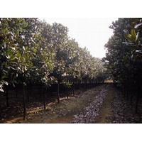 1到18公分廣玉蘭