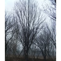 供應(yīng)精品大喬國(guó)槐,茶條槭,蒙古櫟