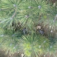 基地特供50-100公分油松樹苗