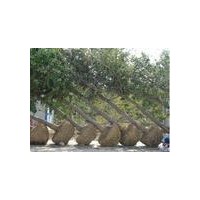 山東銀杏苗木培育基地