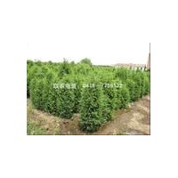 出售杜松苗