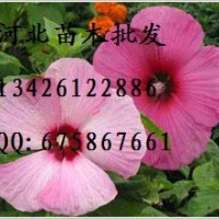 金葉榆批發(fā) 大量出售金葉榆 供應金葉榆 金葉榆哪里便宜 金葉榆基