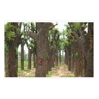 國槐 金枝槐 金葉槐