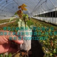 美國紅楓系列種苗