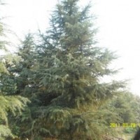 雪松 廣玉蘭 白玉蘭 紅葉石楠