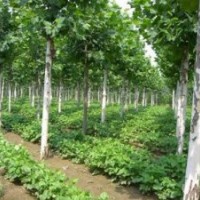 造型法桐、速生法桐