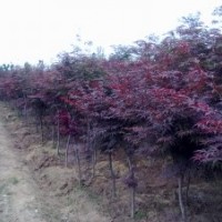 供應(yīng)；紅楓小苗紅楓幼苗紅楓種子