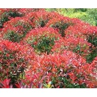 紅葉石楠，金葉女貞，紅葉小檗，龍柏，蜀檜，爬地柏，側(cè)柏，紅葉