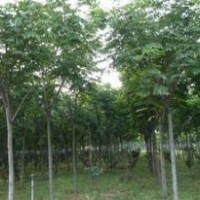 欒樹(shù)，河南欒樹(shù)價(jià)格，鄢陵欒樹(shù)價(jià)格