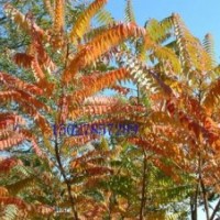 河北火炬樹