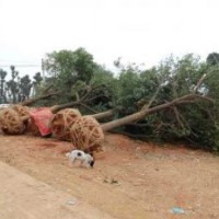 移栽骨架香樟；野生全冠香樟；切桿香樟