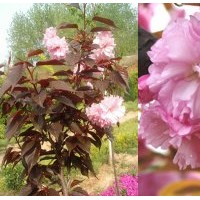 供應紅葉櫻花芽100萬個