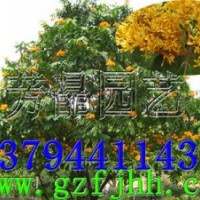 無憂樹苗 火焰花苗 火焰花樹苗 無憂樹種子