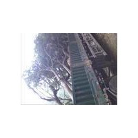 國槐種植基地國槐之鄉(xiāng)河北