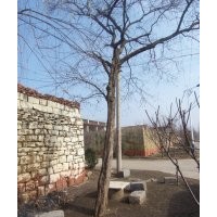 供應(yīng)各種大樹