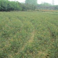 供應(yīng)綠化苗木桂花 烏桕 桂花 廣玉蘭 香樟 紫薇 紅葉李