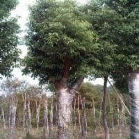 安徽肥西供應(yīng)烏桕 桂花 黃連木 廣玉蘭 三角楓 紫薇 香樟紅葉李紅