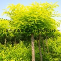 供應(yīng)各種規(guī)格黃金槐 金葉槐 金枝槐 黃金槐球 1-3年帽