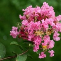 供應(yīng)各種規(guī)格百日紅 百日紅 綠化苗木