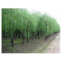 臨汾哪里有出售垂柳的 山西大型垂柳基地
