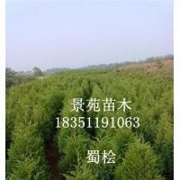 江蘇蜀檜價(jià)格