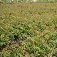 基地直銷欒樹.紫薇.櫻花.銀杏.欒樹.合歡.垂柳.