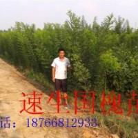 金秋供應(yīng)：速生國槐苗 速生法桐苗 速生白蠟苗