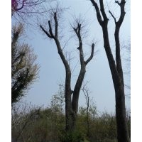 湖北隨州皂角樹基地