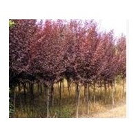 有紫葉李苗木