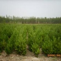 綠化苗木樟子松云杉油松