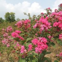 苗圃到期，處理1-3公分的紫薇